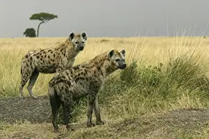 Hyaena Prints: Spotted Hyaena Two together Maasai Mara, Africa