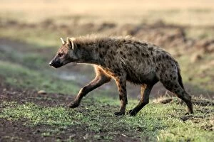 Images Dated 30th August 2004: Spotted Hyaena. Maasai Mara National Park - Kenya - Africa