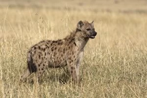 Images Dated 26th August 2004: Spotted Hyaena. Maasai Mara National Park - Kenya - Africa