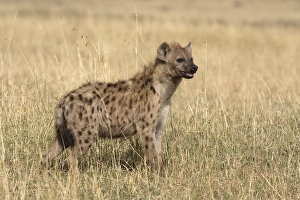 Images Dated 26th August 2004: Spotted Hyaena. Maasai Mara National Park - Kenya - Africa