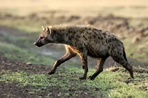 Spotted Hyaena. Maasai Mara National Park - Kenya - Africa