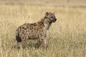Spotted Hyaena. Maasai Mara National Park - Kenya - Africa