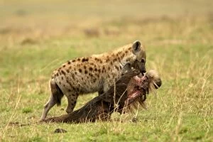 Images Dated 2nd September 2003: Spotted Hyaena - with prey