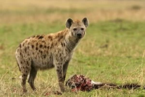 Images Dated 2nd September 2003: Spotted Hyaena - with prey