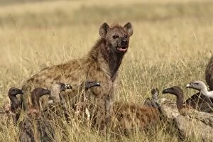 Spotted Hyaena - scavanging at kill with vultures