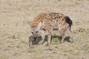 Spotted Hyaena - With skull on open savannah plains
