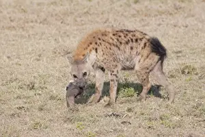 Hyaena Prints: Spotted Hyaena - With skull on open savannah plains Maasai Mara North Reserve Kenya