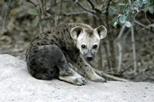 Hyaena Prints: Spotted Hyaena. South Luangwa Valley National Park - Zambia - Africa