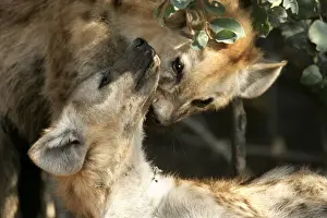 Hyaena Prints: Spotted Hyaena -two. South Luangwa Valley National Park - Zambia - Africa