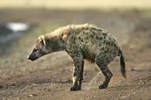 Hyaena Prints: Spotted Hyaena - urinating. Maasai Mara National Park - Kenya - Africa