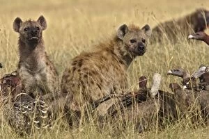 Spotted Hyaena - two with vultures
