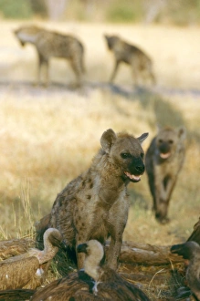 Images Dated 12th July 2005: Spotted Hyaenas - Gather quickly around large kills, usually following descending vultures