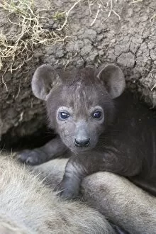 Images Dated 20th September 2006: Spotted Hyena - 1 month old cub with mother in den