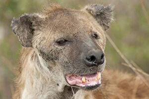 Images Dated 22nd December 2010: Spotted Hyena