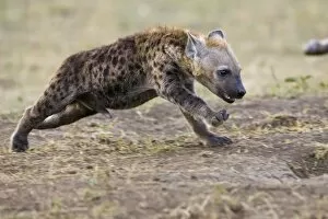 Spotted Hyena - 11-13 week old cub running
