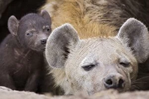 Images Dated 31st August 2006: Spotted Hyena - 14 day old cub in den with mother - Masai Mara Conservancy - Kenya