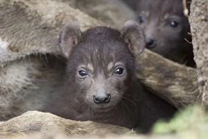 Images Dated 31st August 2006: Spotted Hyena - 14 day old cub(s) with mother in den - Masai Mara Conservancy - Kenya