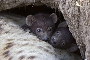 Images Dated 6th September 2006: Spotted Hyena - 20 day old cub(s) in den with mother - Masai Mara Conservancy - Kenya