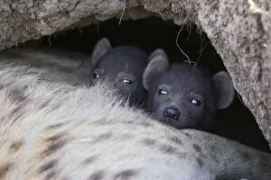 Images Dated 6th September 2006: Spotted Hyena - 20 day old cubs in den with mother