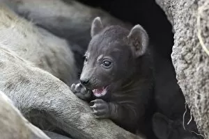 Spotted Hyena - 22 day old cub (in den) playfully chewing on its foot