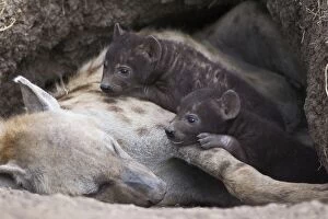 Images Dated 8th September 2006: Spotted Hyena - 23 day old cub(s) in den with mother - Masai Mara Conservancy - Kenya
