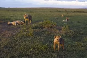 Images Dated 12th December 2006: Spotted Hyena - 3-4 month old cubs at communal den at sunset - Masai Mara Conservancy - Kenya