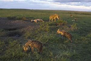 Images Dated 12th December 2006: Spotted Hyena - 3-4 month old cubs at communal den at sunset