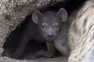 Images Dated 20th September 2006: Spotted Hyena - 34 day old cub in den with mother
