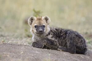 Images Dated 16th August 2006: Spotted Hyena - 4 month old cub