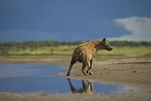 Images Dated 25th March 2010: Spotted Hyena