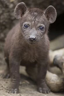 Spotted Hyena - 5 week old cub in den