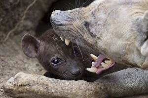 Spotted Hyena - 5 week old cub in den with mother