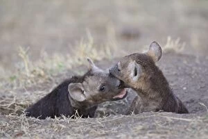 Images Dated 21st August 2006: Spotted Hyena - 6-8 week old cubs playing