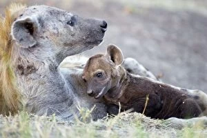 Images Dated 16th August 2006: Spotted Hyena - 8-10 week old cub with mother