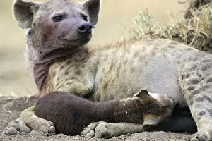 Images Dated 25th August 2006: Spotted Hyena - 8-10 week old cub suckling