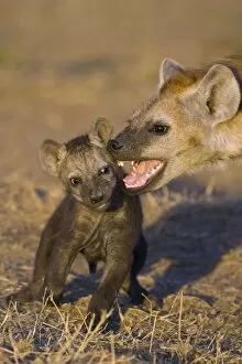 Images Dated 12th October 2006: Spotted Hyena - 8 week old cub playing with 6 month old cub at den