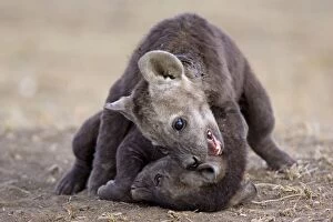Images Dated 16th October 2006: Spotted Hyena - 9 week old cubs playing Masai Mara Conservancy - Kenya