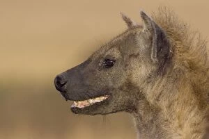 Images Dated 9th October 2006: Spotted Hyena - adult female