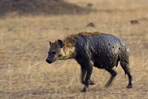 Images Dated 23rd October 2006: Spotted Hyena - adult female walking away from mud wallow - Masai Mara Conservancy - Kenya