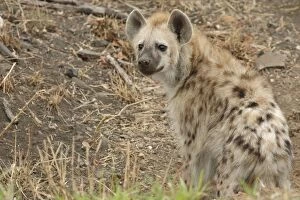 Images Dated 27th July 2005: Spotted Hyena aka Laughing Hyena