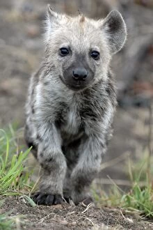 Images Dated 27th July 2005: Spotted Hyena (aka Laughing Hyena) cub walking