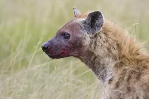 Spotted Hyena - bloody mouth from feeding on carcass