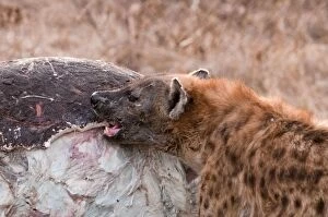 Images Dated 14th September 2009: Spotted Hyena - breaking into hippo carcass