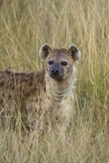 Images Dated 17th August 2008: Spotted Hyena - with ear tag (green tag used by researchers for identification)