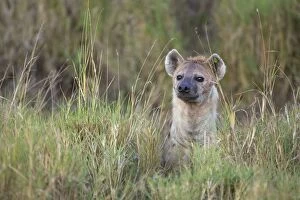 Images Dated 17th August 2008: Spotted Hyena - with ear tag (green tag used by researchers for identification)