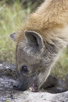 Biting Gallery: Spotted Hyena - eating hippo hide