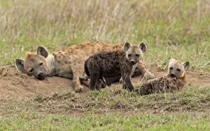 Spotted Hyena - family with cubs at den