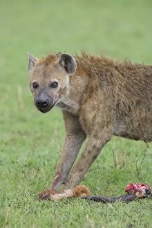 Images Dated 29th April 2007: Spotted Hyena - feeding on carcass