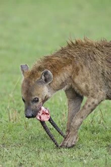 Spotted Hyena - feeding on carcass