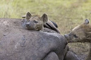 Spotted Hyena - feeding from inside hippo carcass